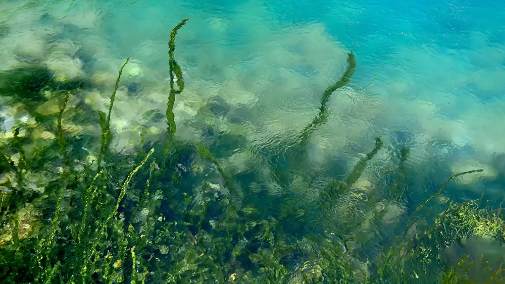 mořská řasa v oceánu