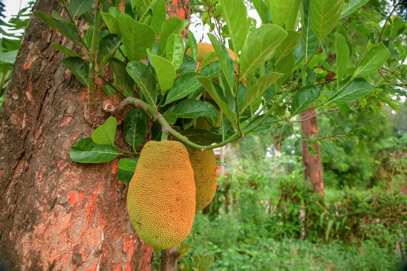 Jackfruit se pěstuje v tropických oblastech a suptropech.