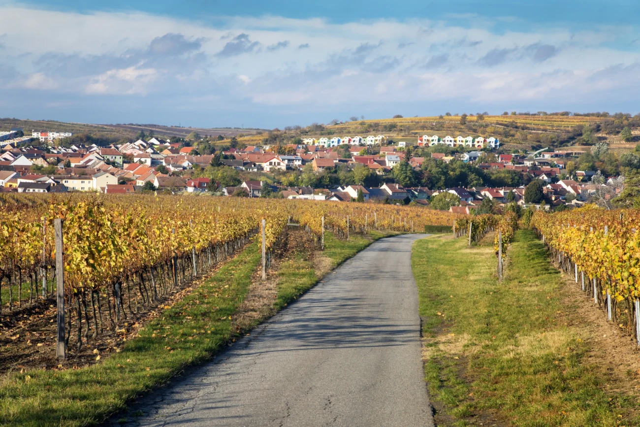 Vinice ve Velkých Pavlovicích. 