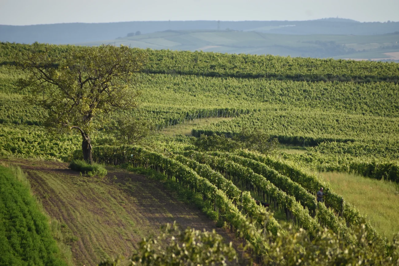 Vinice ve Velkých Pavlovicích. 