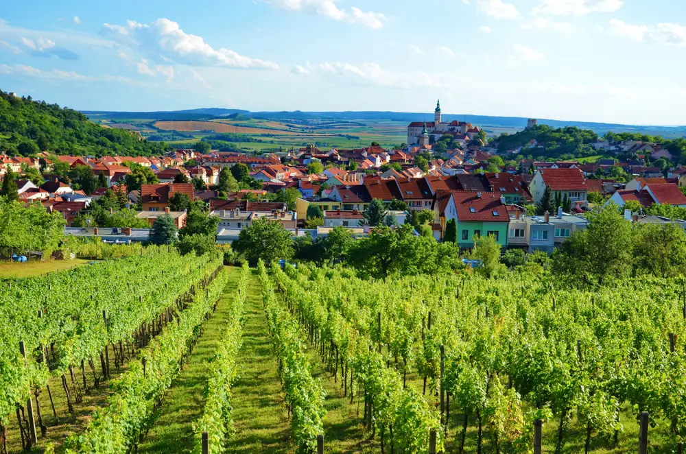 Vinice s pohledem na Mikulov