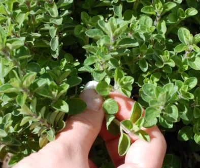 Ruka ženy trhá čerstvé oregano