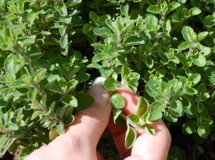 Ruka ženy trhá čerstvé oregano