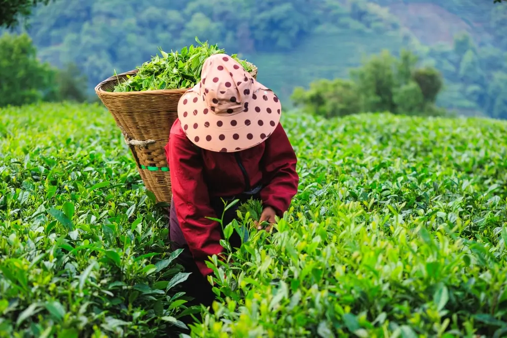 Žena sbírající na plantáži čajovníkové listy