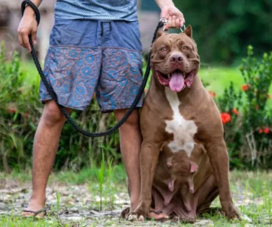 Pitbul stojící u nohy svého pána