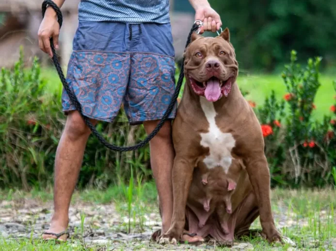 Pitbul stojící u nohy svého pána