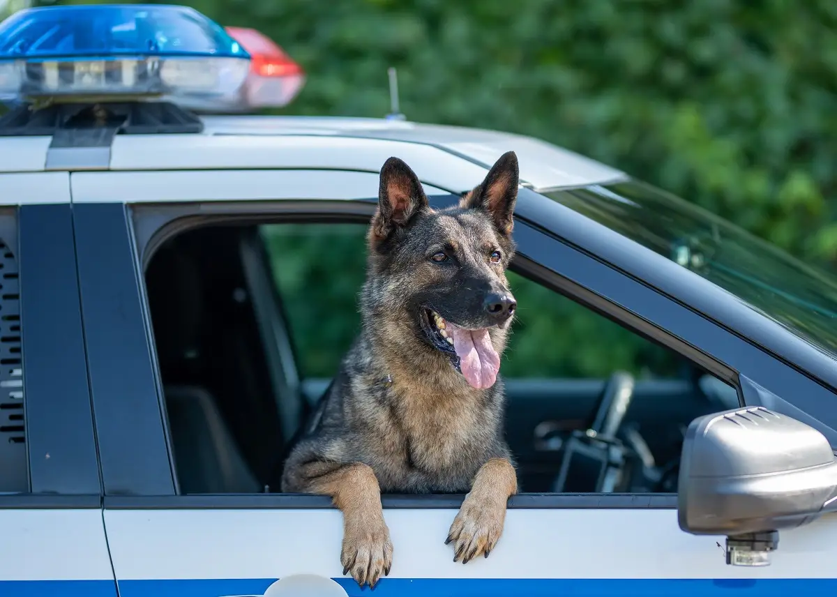 Německý ovčák vyhlíží z okna policejního auta