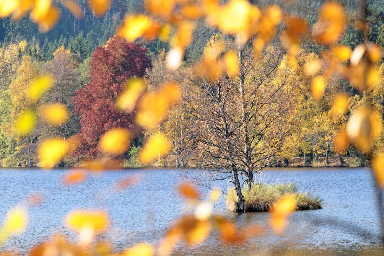 Jezero přes listy stromu. 