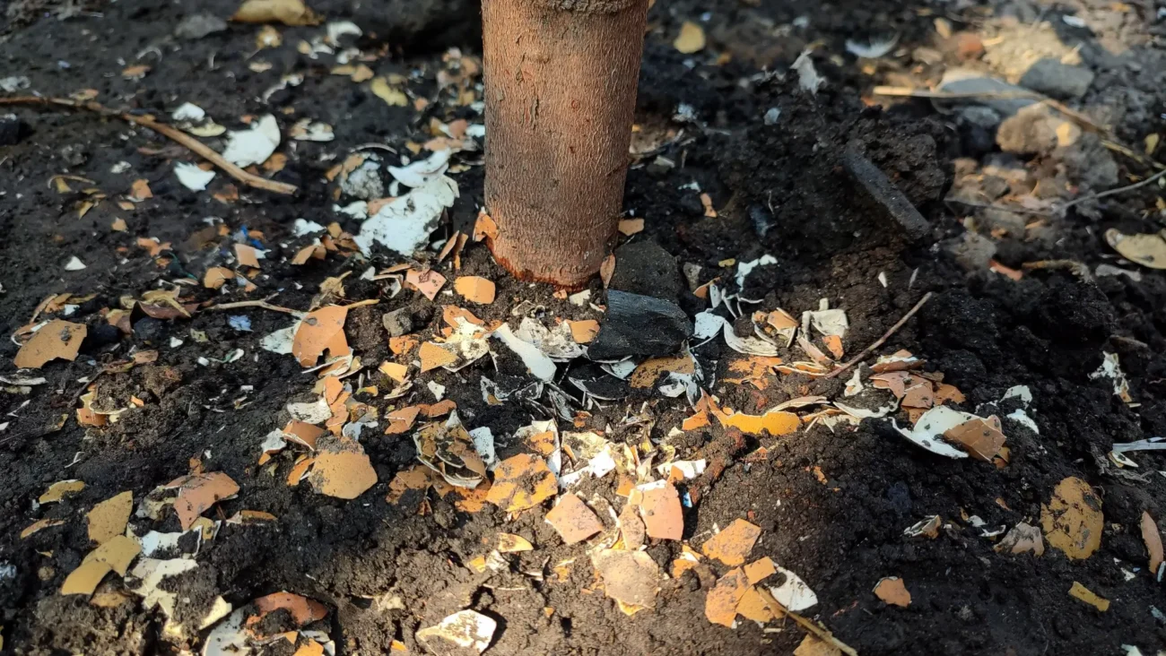 kusy skořápek rozsypané kolem dřevitého stonku rostliny