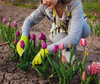 péče o tulipány