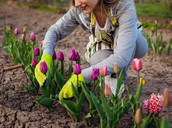 péče o tulipány