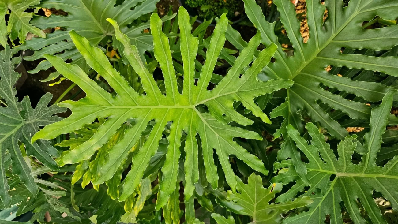 I takové listy může filodendron mít