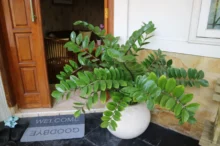 Zamioculcas zamiifolia