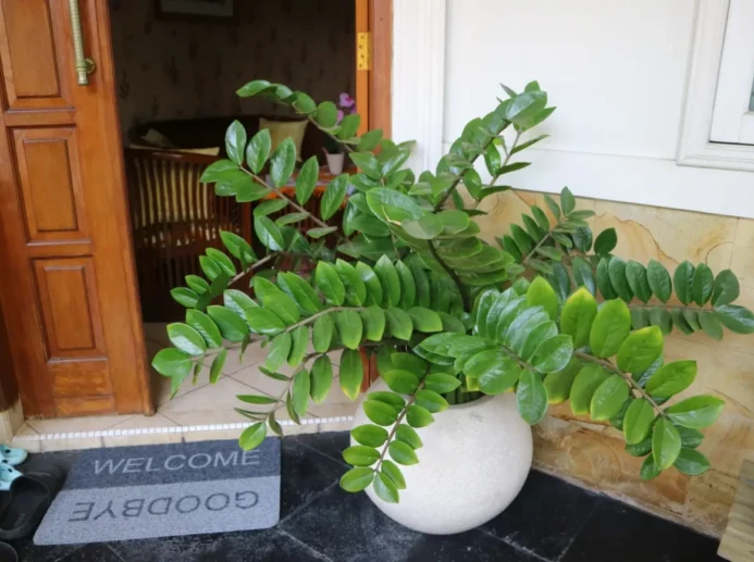 Zamioculcas zamiifolia